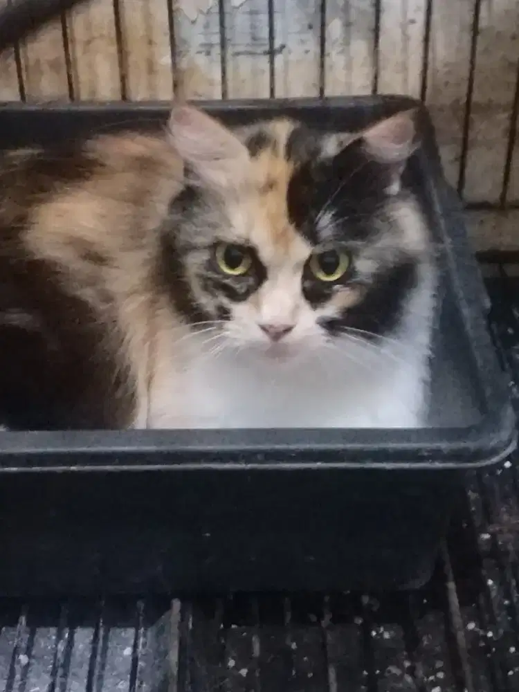 Persia Betina Dewasa Dilepas Karena Penuh