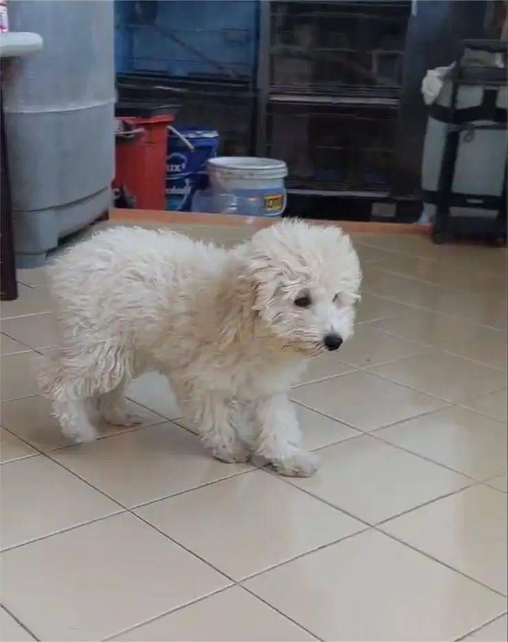 Dijual murah poodle putih white jantan betina cowok cewek