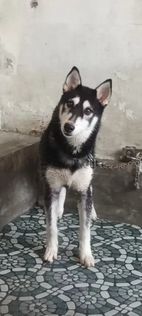 Husky Lucu Usia 1 Tahun (Betina)