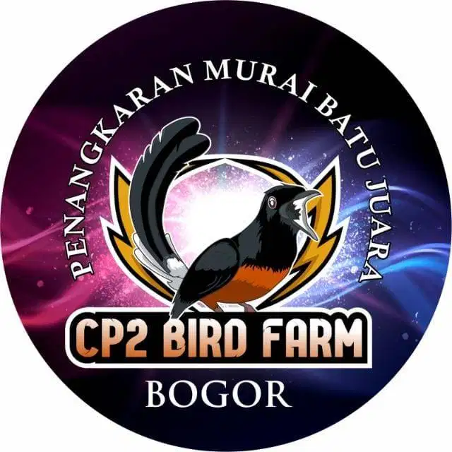 Murai Batu Trotolan Ring CP2 - Bogor