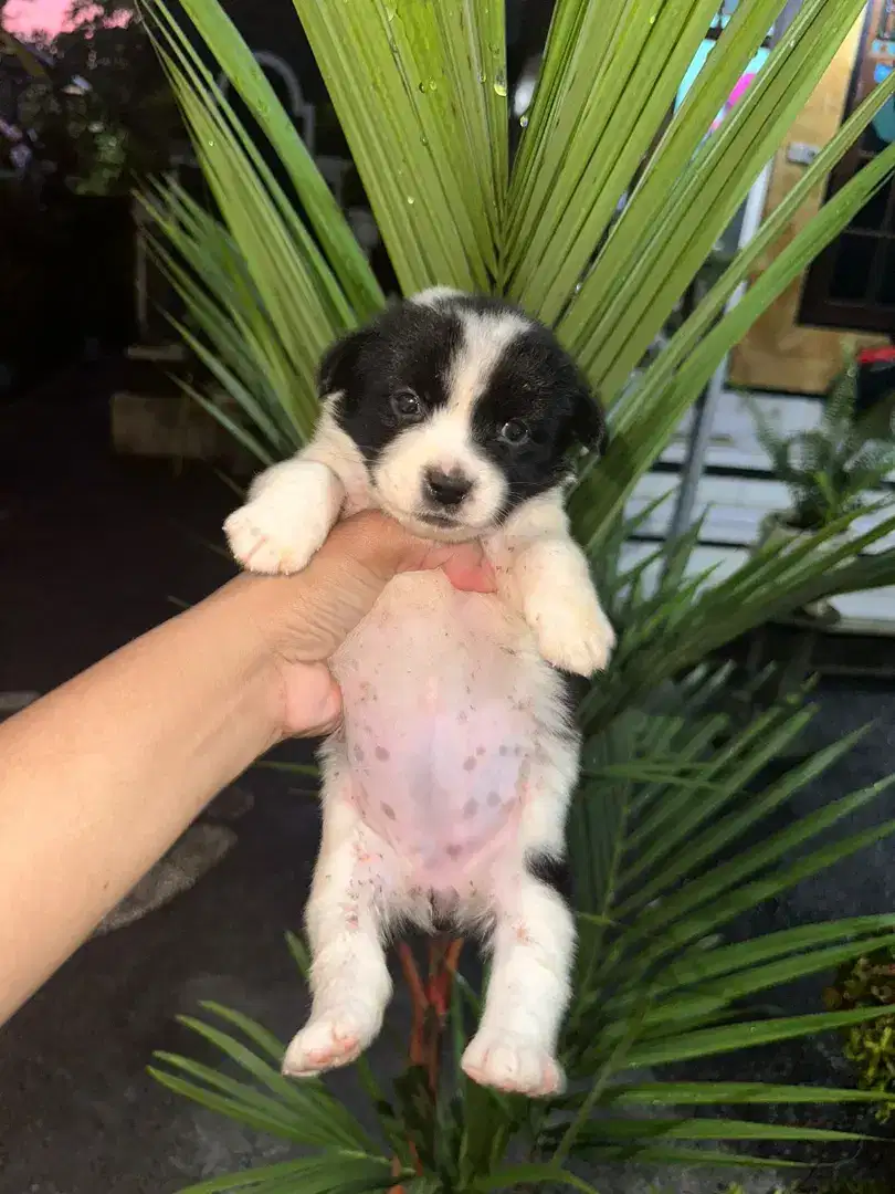 Dijual anak anjing pom x packing betina