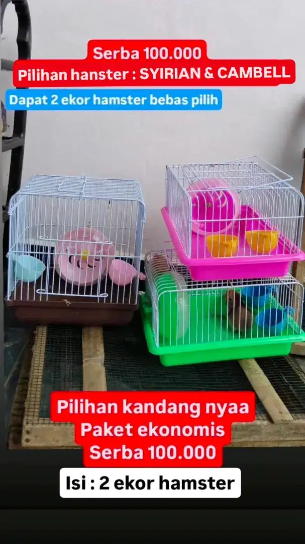 Hamster syirian cambell winter white kandang paket dekorasi lowongan