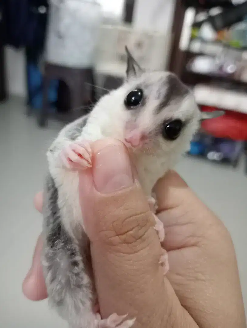 Sugar Glider Joey Mozaik Betina