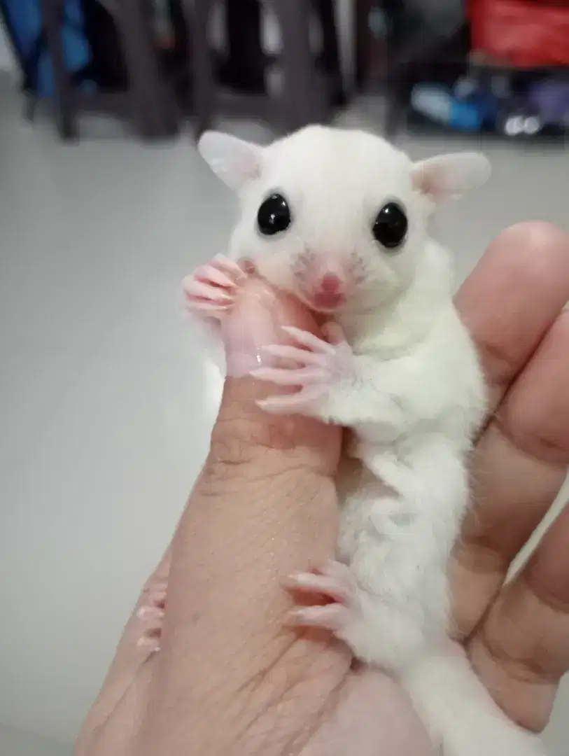 Sugar glider joey leucistic betina