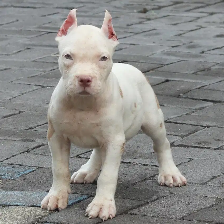 Pitbull betina mewah