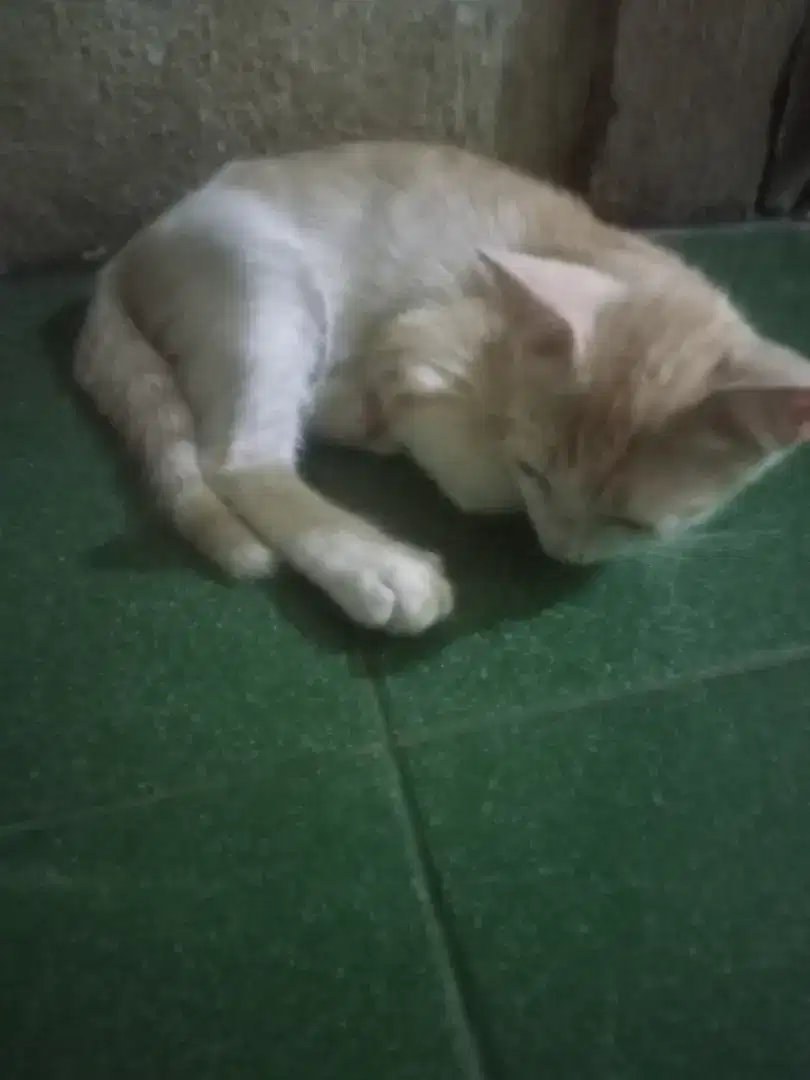 Kucing mixdom umur 3 bulan