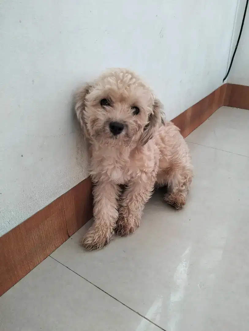 Jual toy poodle betina