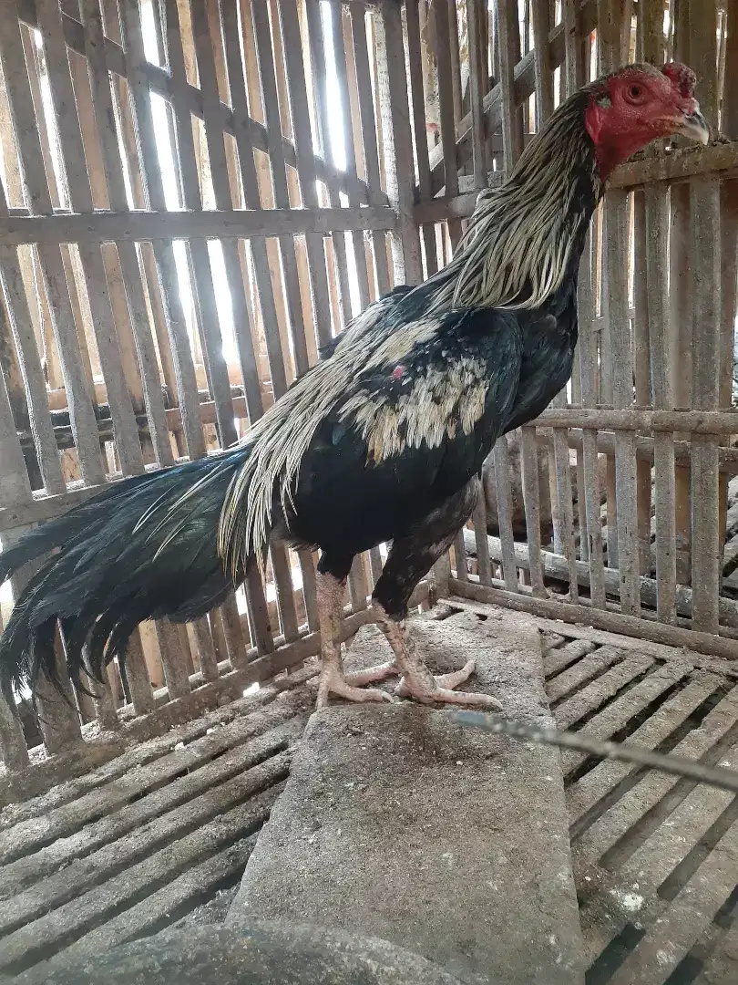 Jual cpt  ayam bangkok turunan bagus, umur 8 bulan