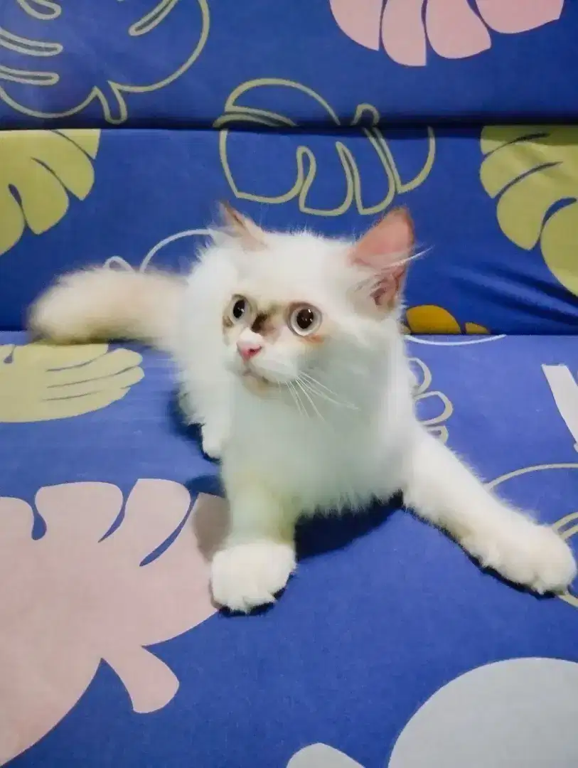 Ragdoll Jantan 6 bln