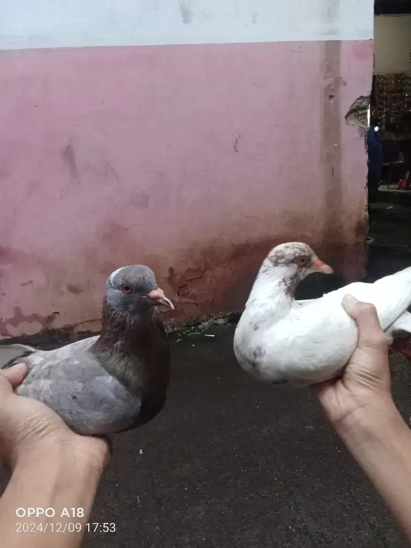 Sepasang burung dara/ merpati giring