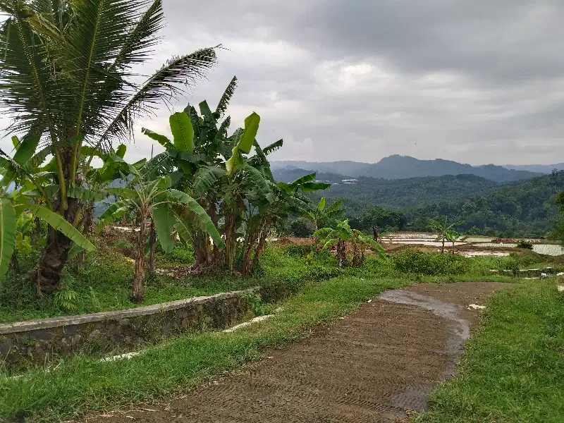 JUAL CEPAT : Sawah Produktif & Air Melimpah, Untuk Vila Dan Kolam Ikan