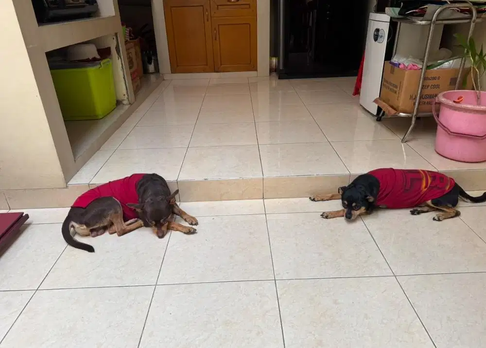 Hiba doggy anjing campuran 2 ekor