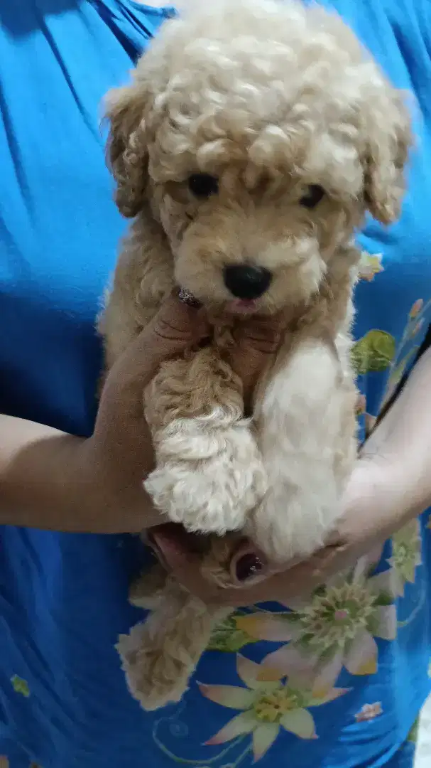 Ready siap kirim poodle 2bln