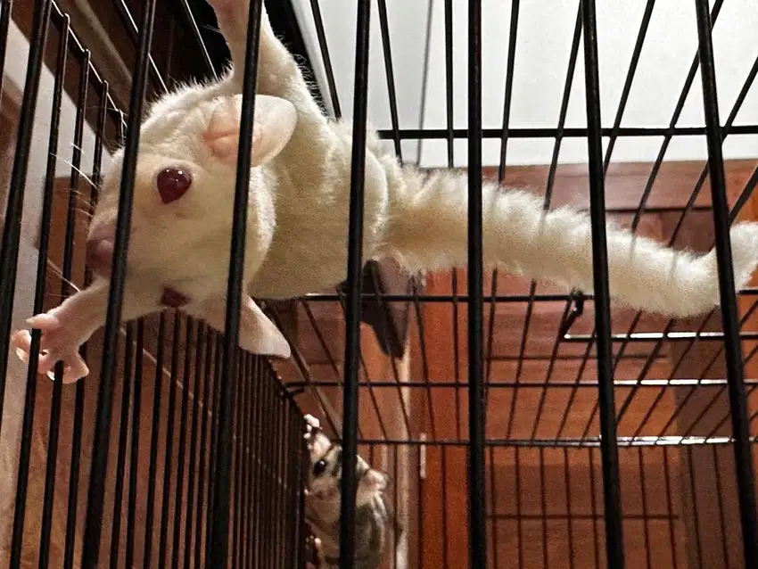 Sugar glider sepasang Albino (rare) dan mosaic