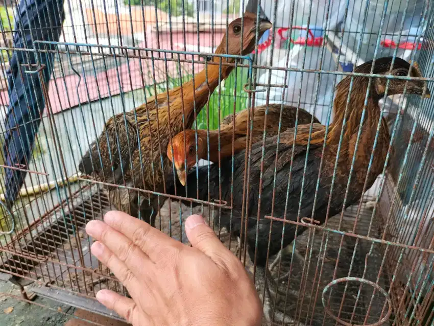 Ayam Pelung Anakan