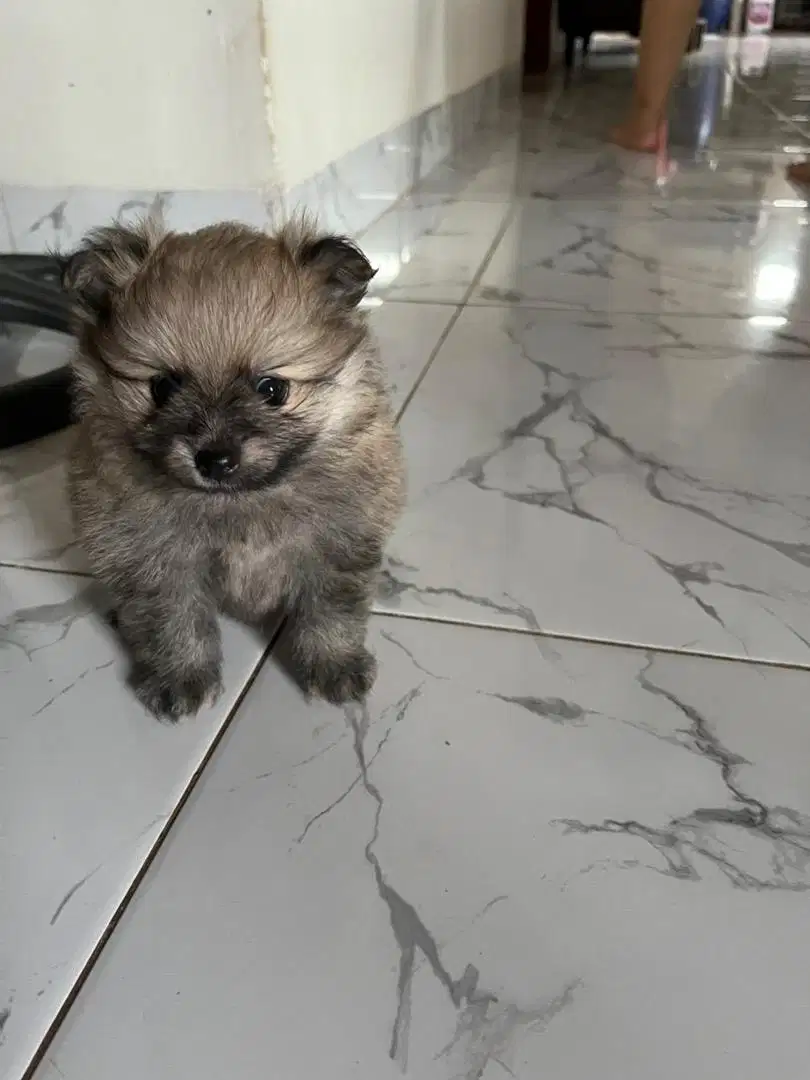 Dijual Anak Anjing Minipom 2,5bulan