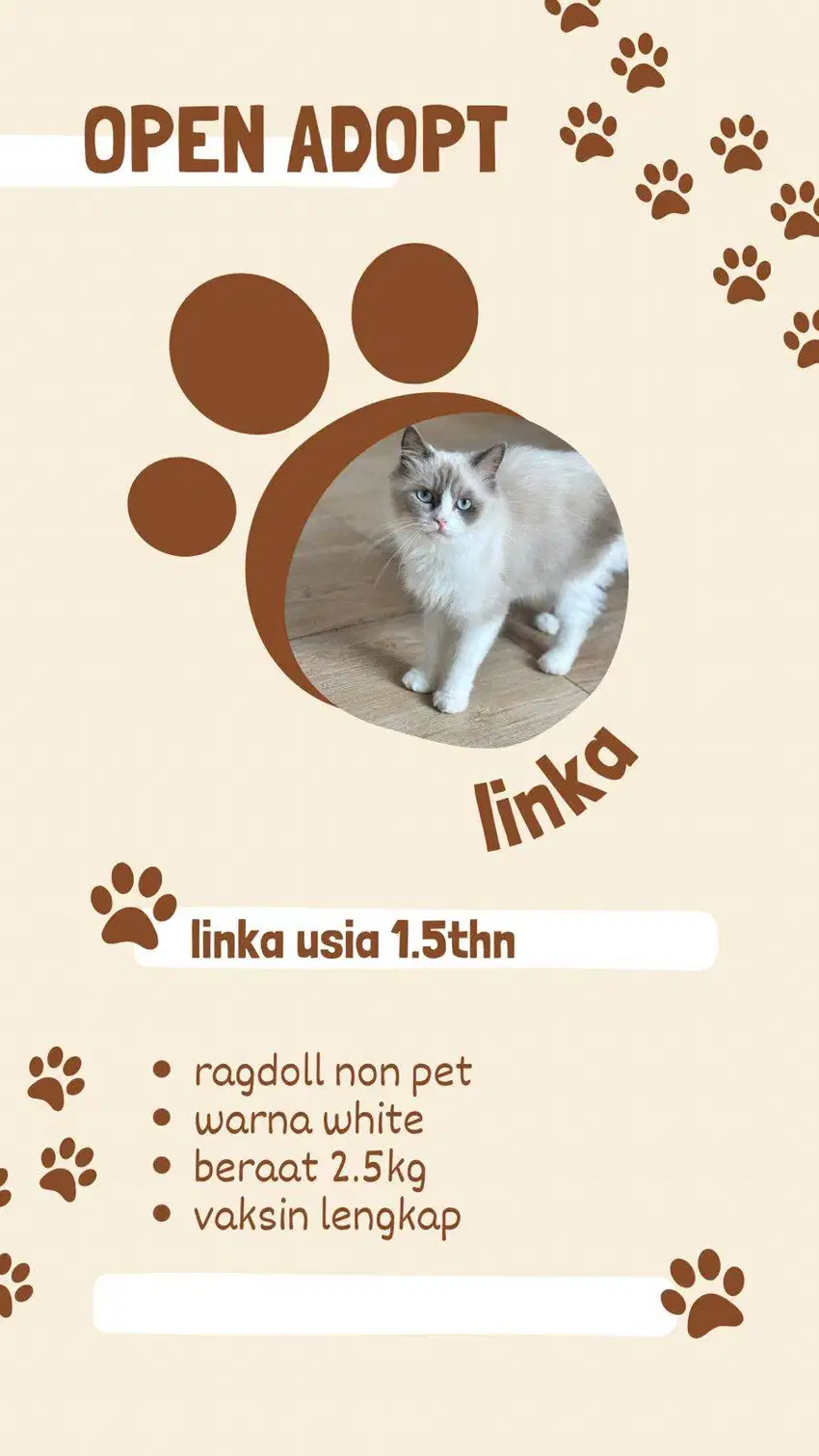 Kucing Ragdoll Betina