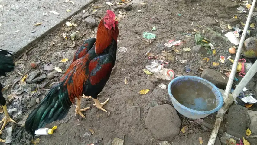 Di jual ayam siam