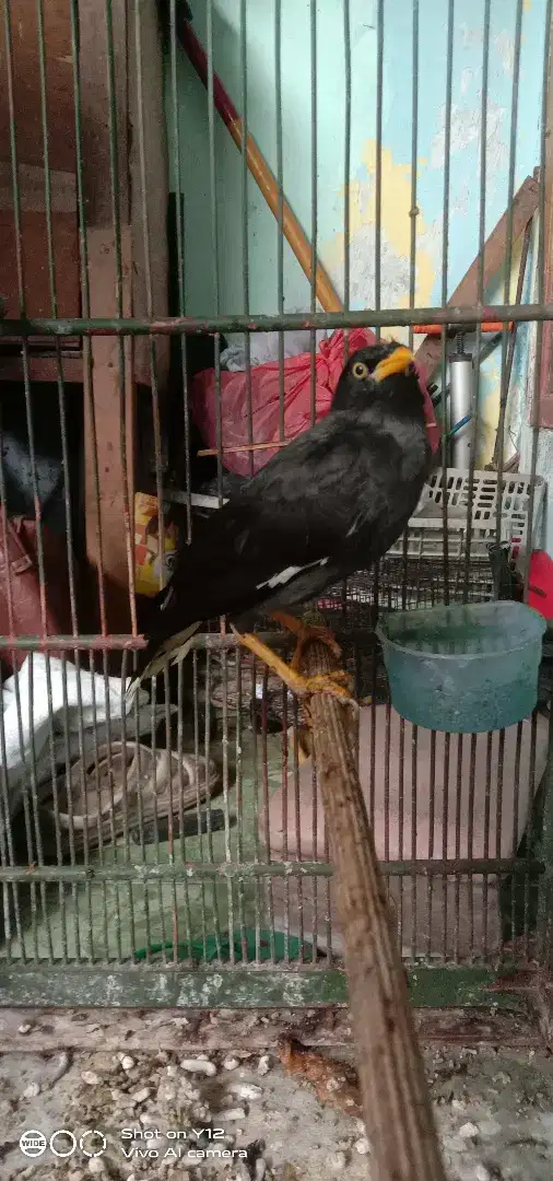 jual burung jalak kebo mata kuning jantan bunyi