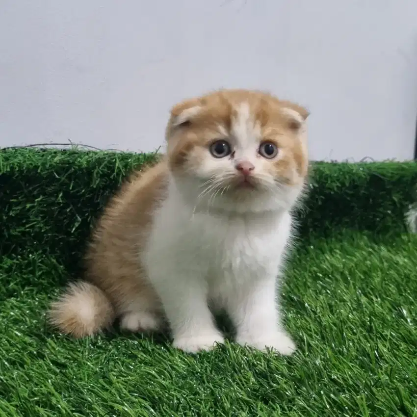 Scottish fold kitten