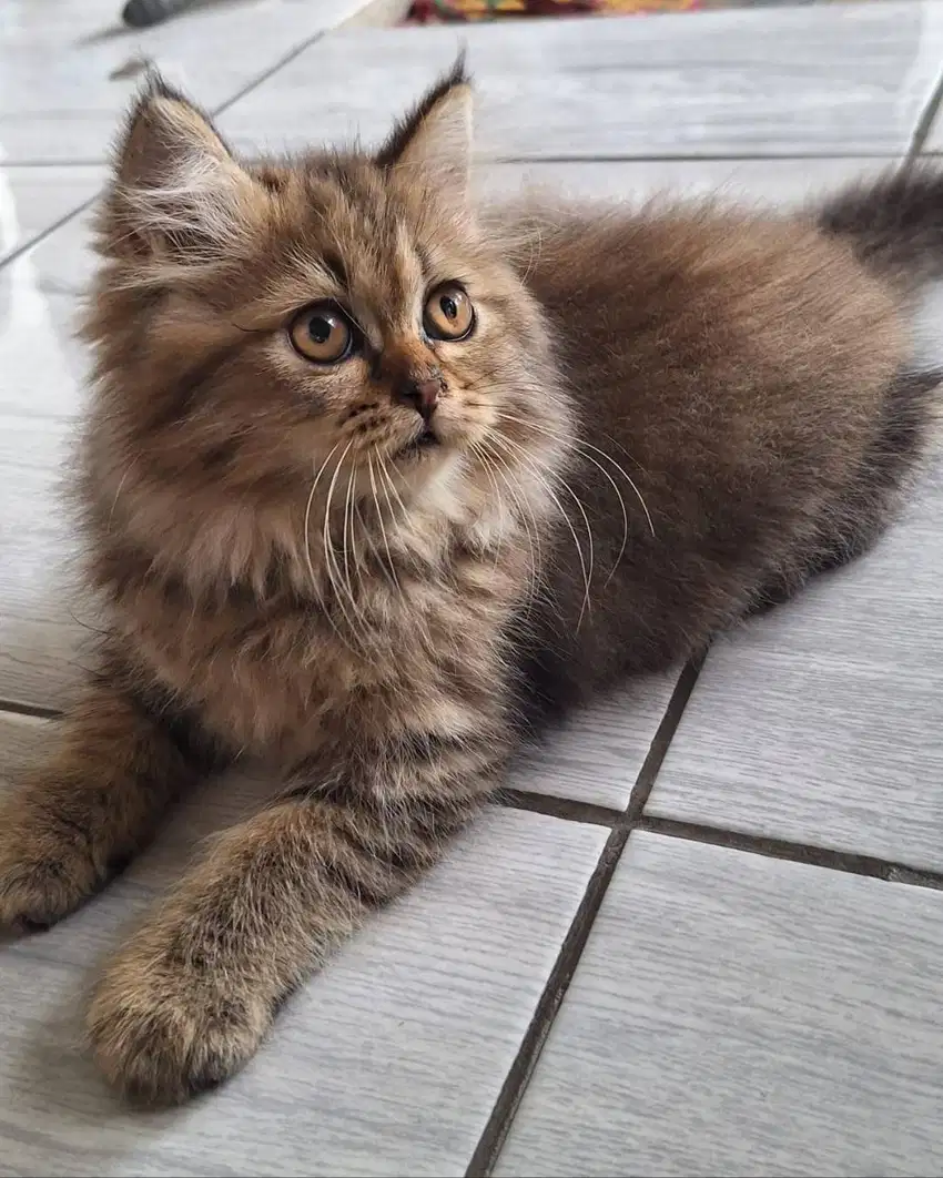 Kucing persia longhair kitten