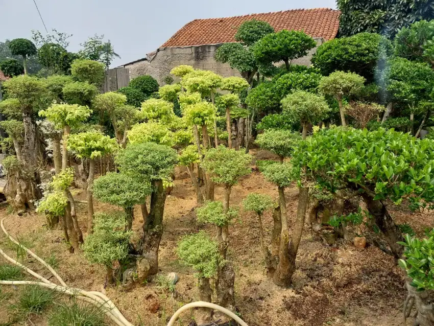 Pohon bonsai anting putri