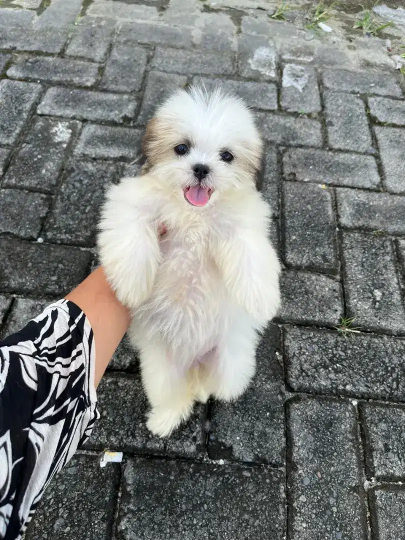 SHIHTZU Mini / shitzu usia 2 bulan