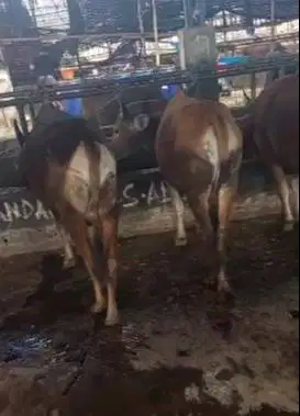 cicilan sapi qurban 2025 2,5jt/bln 7x sapi kupang 250kiloan jamin puas