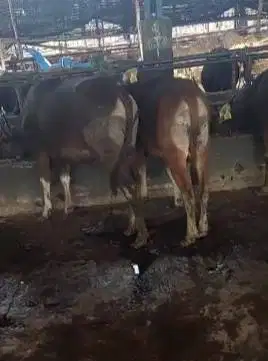 cicilan sapi qurban 2025 sapi kupang 250kilo siap kurban 2,5jt/bln 7x