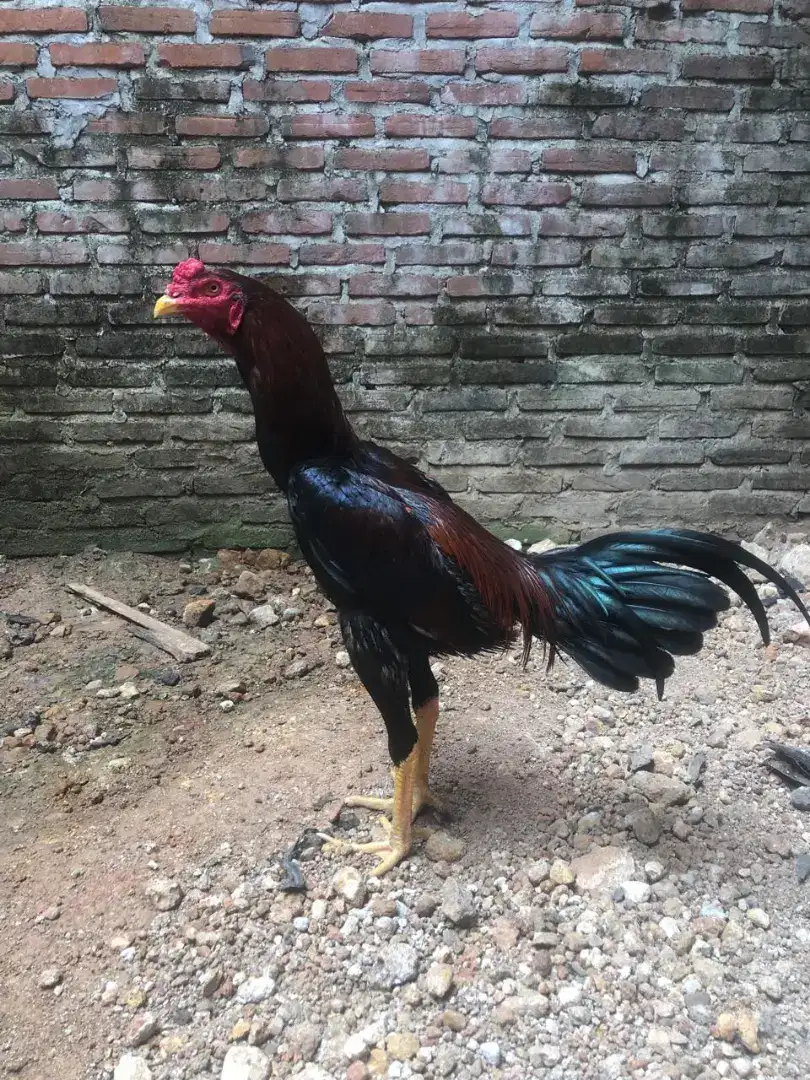 Ayam muda berbakat, sangat terawat