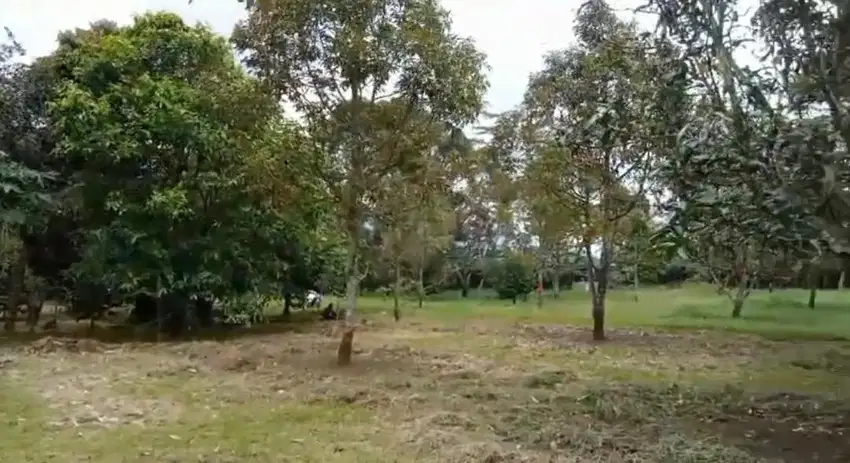 Dijual tanah kebun Kasomalang Subang