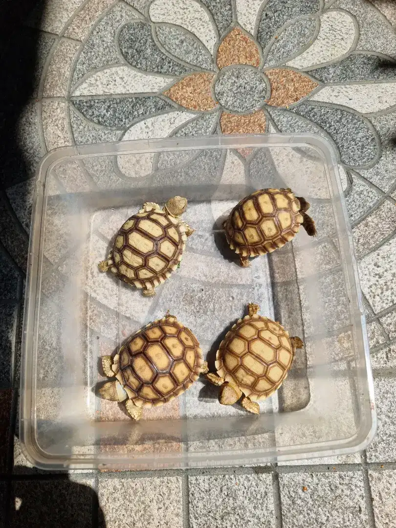 Baby Sulcata Uk 5-5.5 cm (Cari Barteran Sulcata Size Yg Agak Besaran)