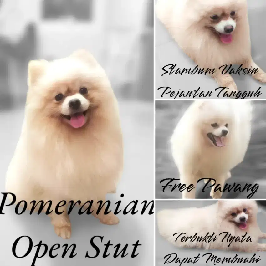 Anjing Mini Pom