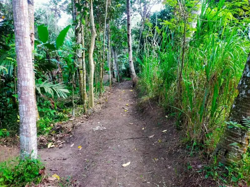 Investasi tanah kebun kopi tajinan malang