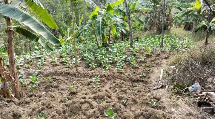 KEBUN TERMURAH DEKAT JALAN RAYA LIMBANGAN KENDAL KABUPATEN SEMARANG