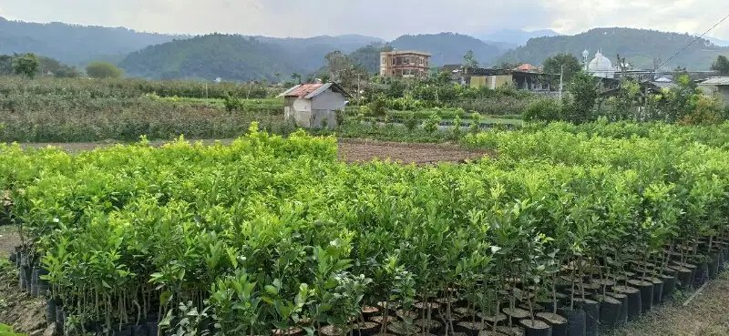 Tanah Pekarangan Gunungsari Bumiaji Kota Batu