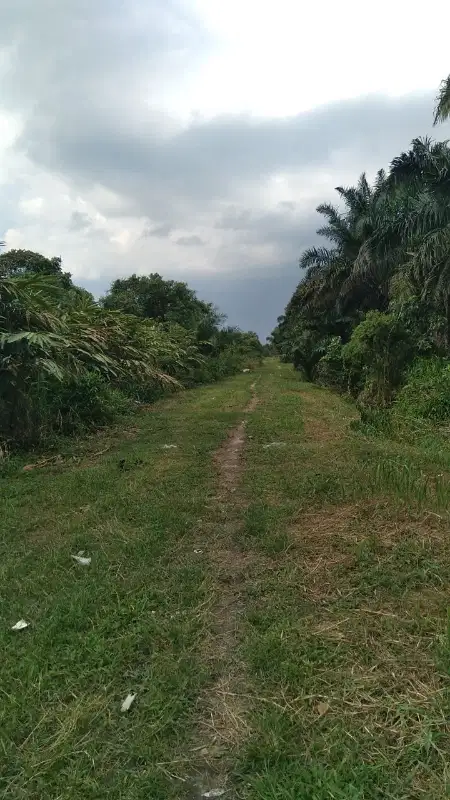 Dijual Tanah Murah Air Hitam Pekanbaru Dekat Terminal AKAP