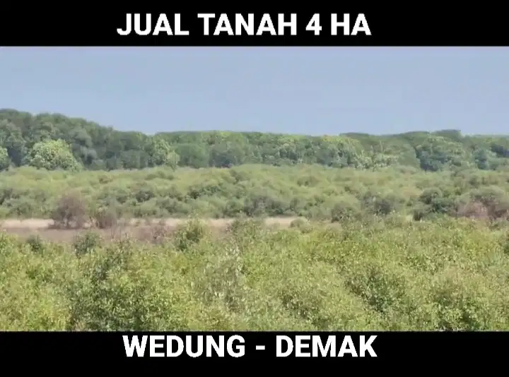 DIJUAL TANAH 4 HA WEDUNG DEMAK