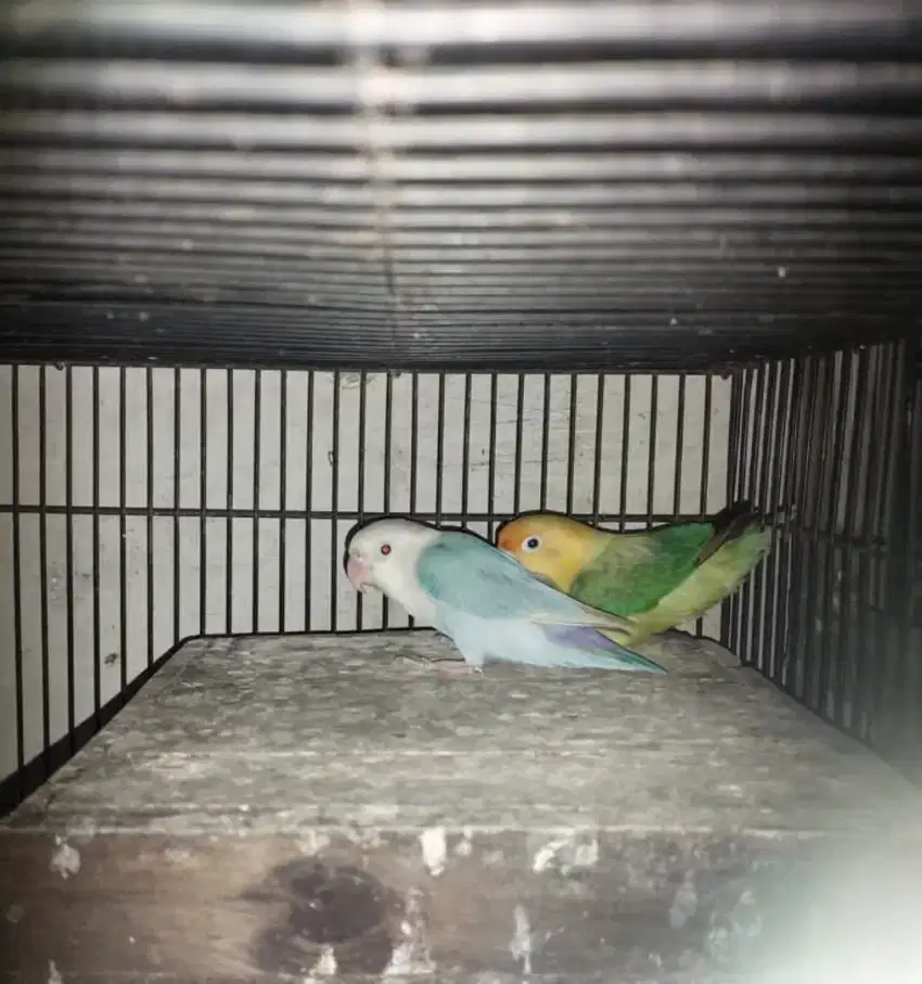 Lovebird pallid vio sepasang