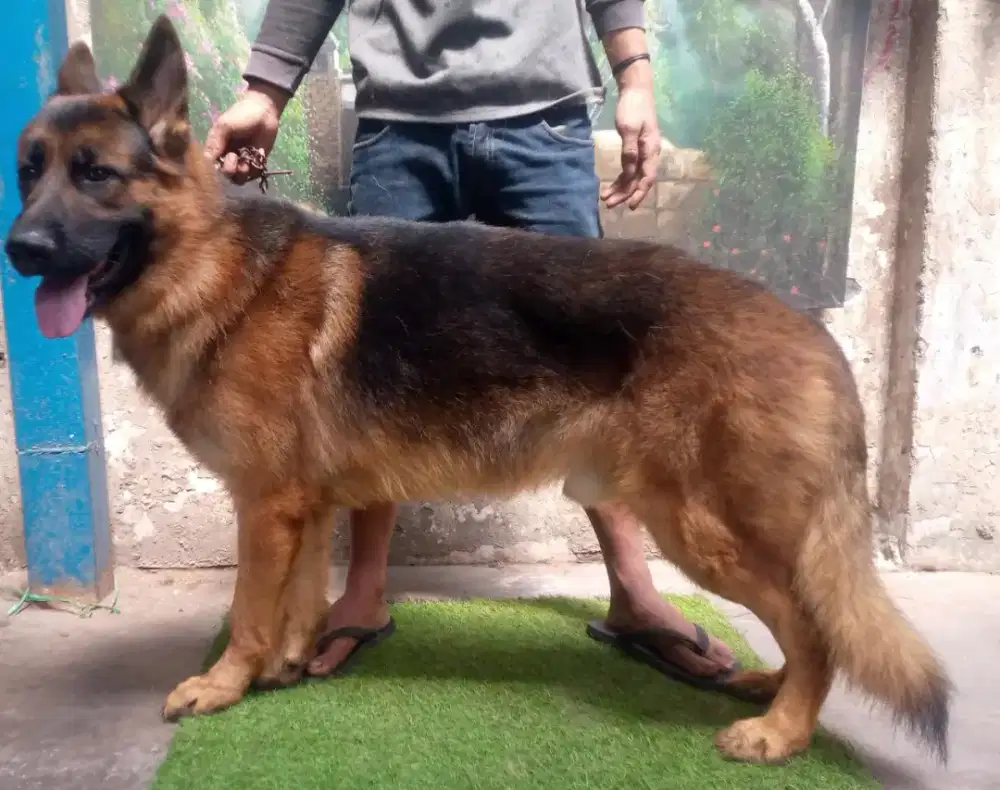 Anjing Herder Import