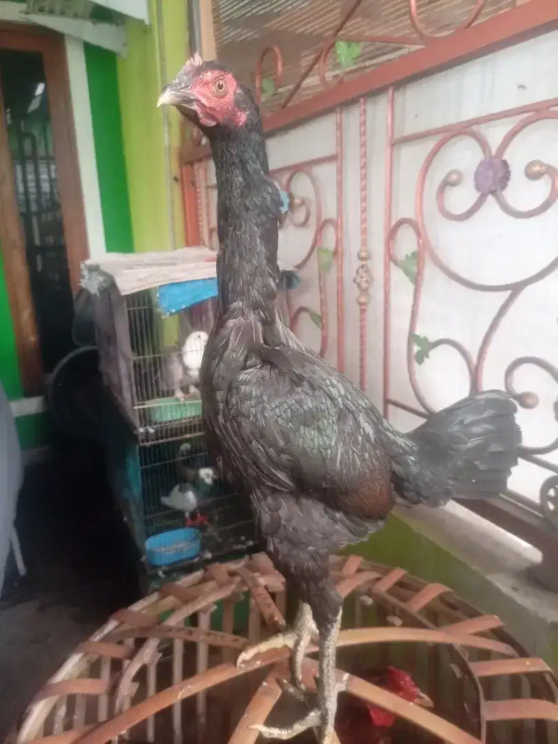 Ayam dere bangkok mangon jengger wilah