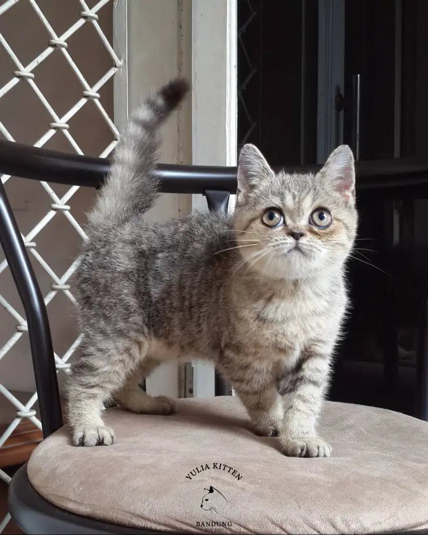 Kitten BSH Mix Exotic Shorthair Jantan