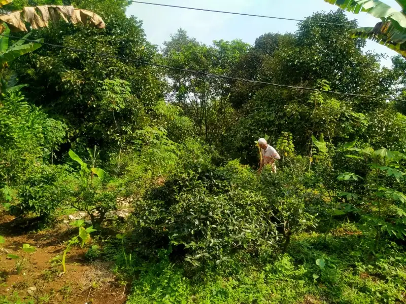 Dijual Kebun Manggis Pinggir Jalan  di Kiarapedes Purwakarta