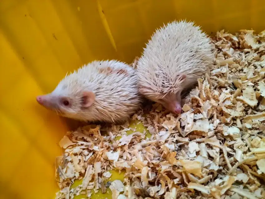 Landak mini hedgehog albino usia 2 bulan