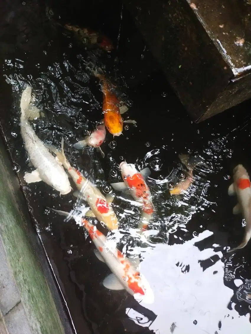 Jual Ikan Koi Borongan