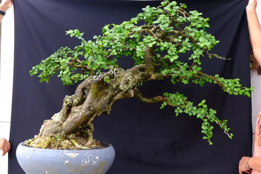 Dijual borongan bonsai