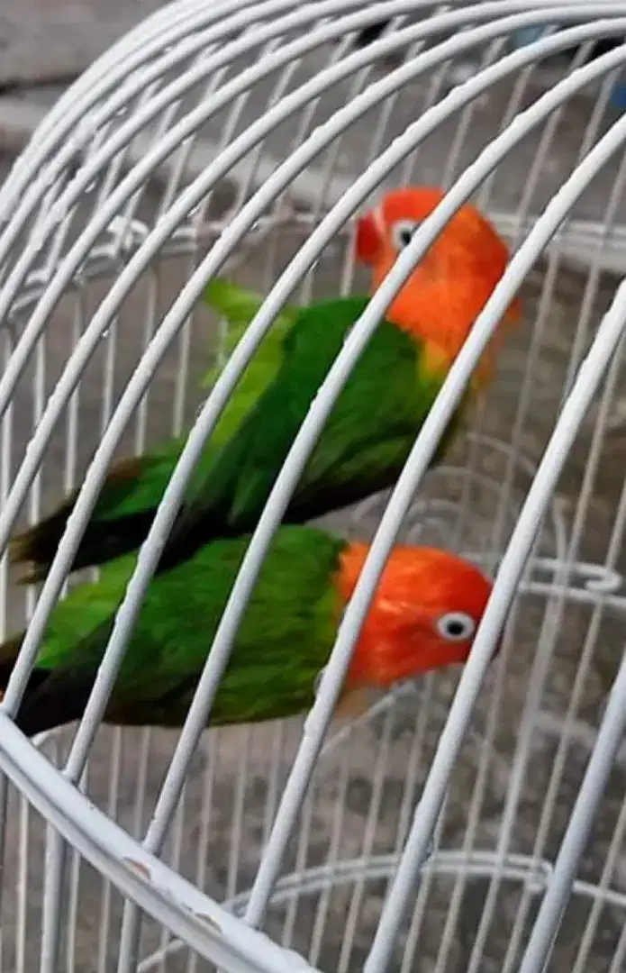 LOVEBIRD BIOLA GREEN SEPASANG RAWATAN