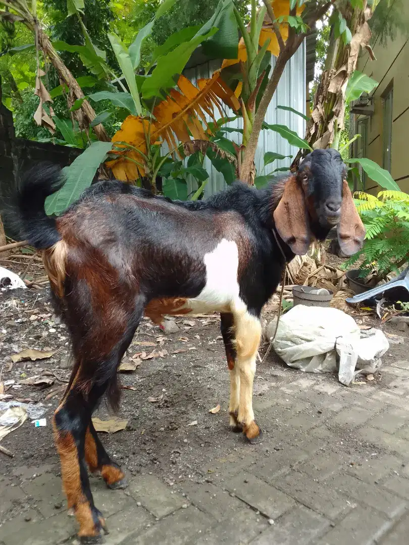 Jual kambing jantan sehat dan murah