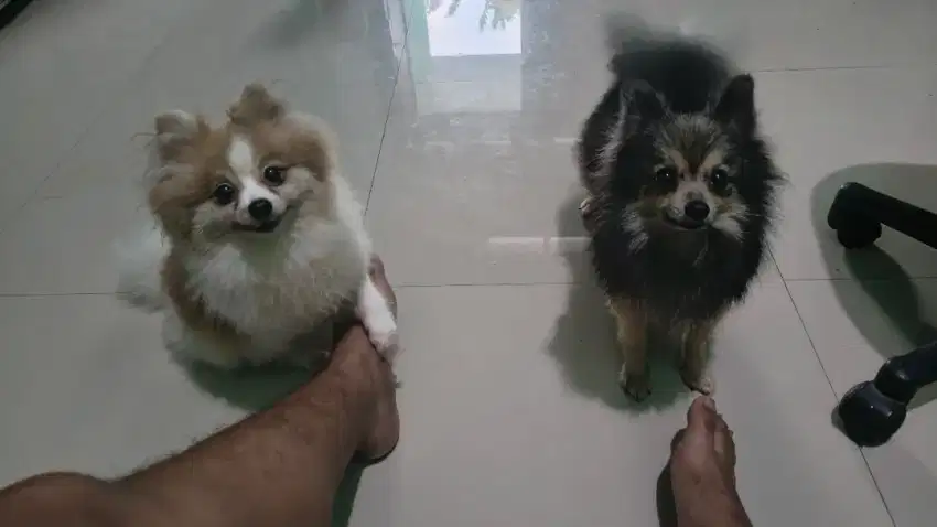 Anjing Jenis Minipom