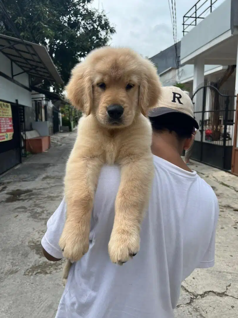 Sale 1 male golden retriever good quality